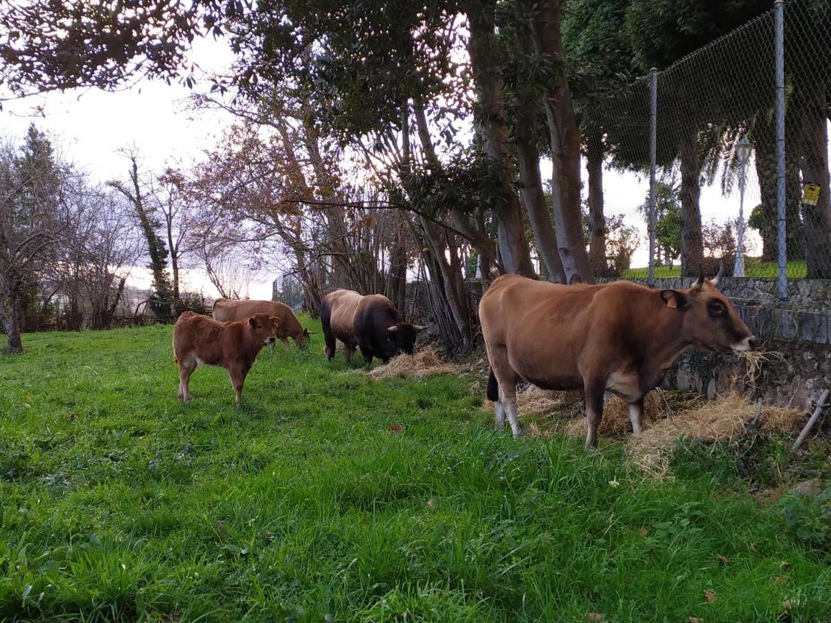 Casa Pepin - Sagasta Rural Oviedo Vendégház Kültér fotó